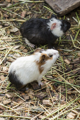 Guinea pigs in the enclosure.