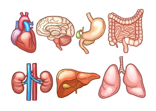 Human organs in cartoon style. Biology illustrations