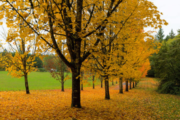 Golden Fall Colors on Maple Trees
