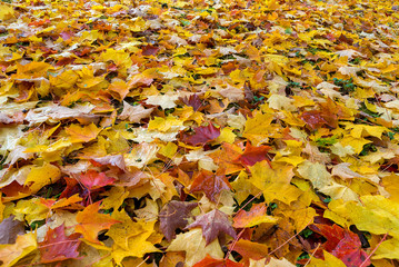 Fallen Fall Color Leaves on Parks Ground
