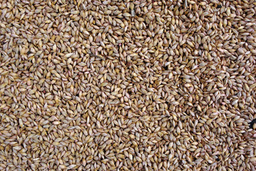 Wheat seeds, close-up background texture