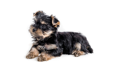 puppy york isolated on white