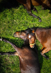 Horses sleeping on a meadow.