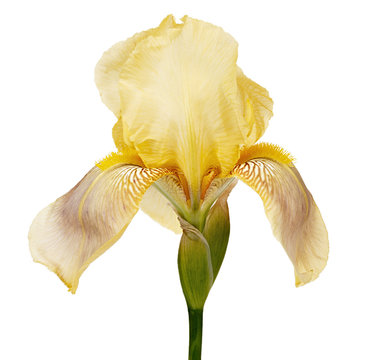 Photographed macro isolated on white background flower Iris