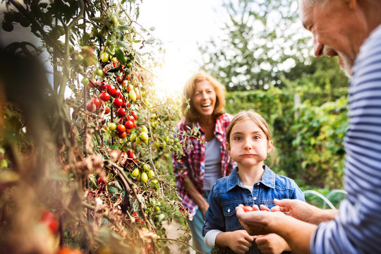 Senior couple with grandaughter gardening in the backyard garden - Powered by Adobe