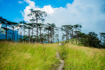 Obraz premium Pine forest in Thailand