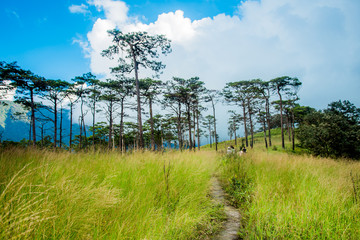 Obraz premium Pine forest in Thailand