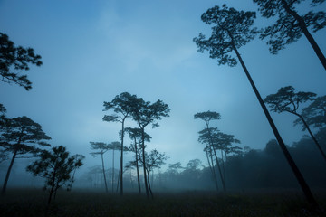 Obraz premium Mountain Mist