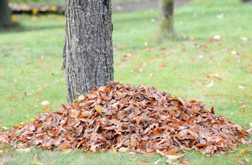Autumn leaves with wooden rake and wheelbarrow in the garden.