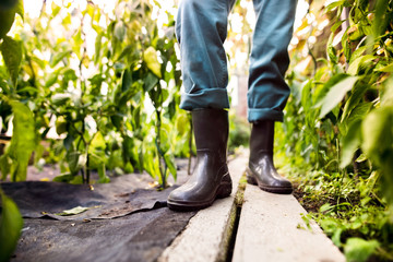Senior man gardening in the backyard garden.