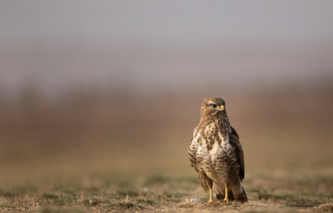 Bird of prey buzzard