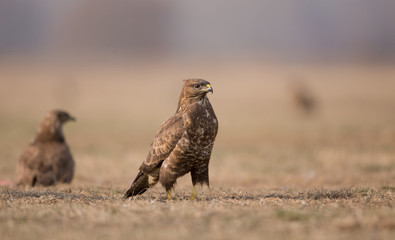 Birds of prey buzzards