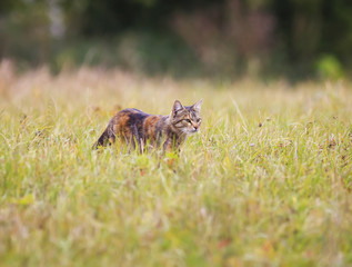 cute tabby cat walking on the grass hard hunting in the summer
