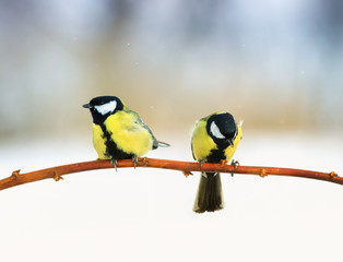 two beautiful lovely puffy tit sitting on a branch in winter Sunny Park