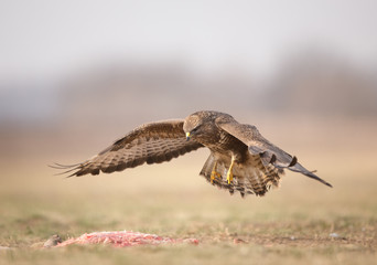 Bird of prey buzzard