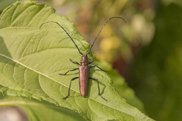 musk beetle