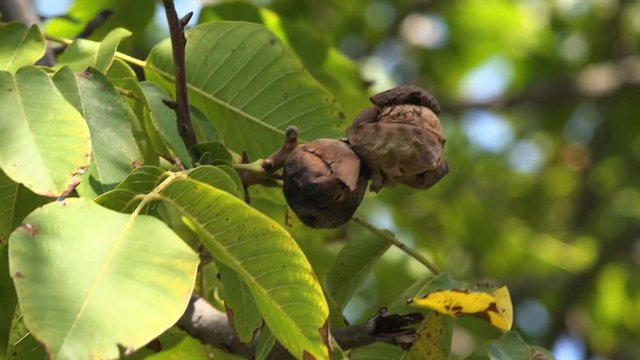 Ripe walnut fruit on the branch