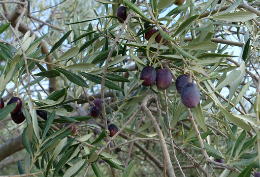 bel olivier