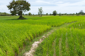 Padi Field