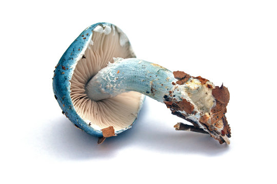 stropharia caerulea mushroom