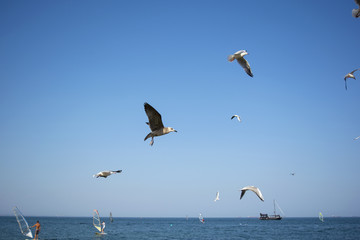 Gulls on blue sky background