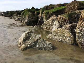 Walking among the barnacle covered boulders during low tide
