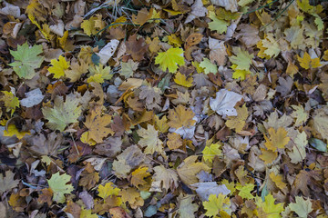 autumn leafs in forest  