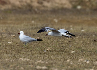 Audouin's Gulls (Larus audouinii), subadult in flight, Oualidia, Morocco.