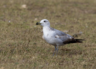 Audouin's Gull (Larus audoiunii), juvenile, (first summer), Oualidia, Morocco.