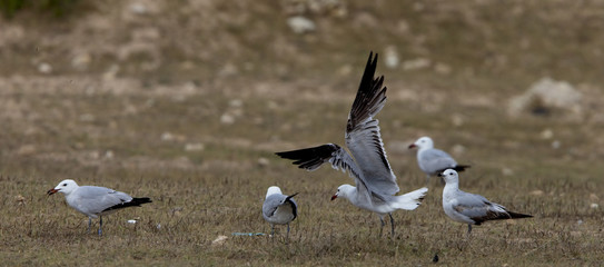 A group of Audouin's Gulls, one just taking off, Oualidia, Morocco.