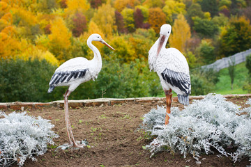 Naklejka premium A pair of decorative white storks in the garden with an autumn forest in the background
