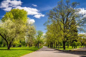 Park in the spring with green lawn, sun light. Stone pathway in a green park