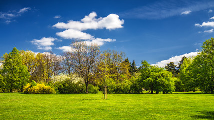 Fototapeta premium Green park with lawn and trees in a city