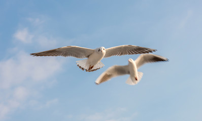 Flying seagulls