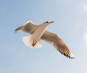Flying seagull.