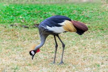 Obraz na płótnie Canvas Grey crowned crane.