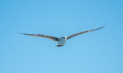 Flying seagull