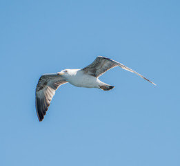 Flying seagull