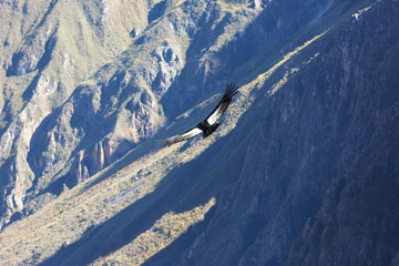Condor