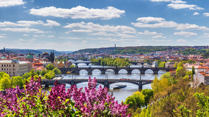 The blooming bush of lilac against Vltava river and Charles bridge, Prague
