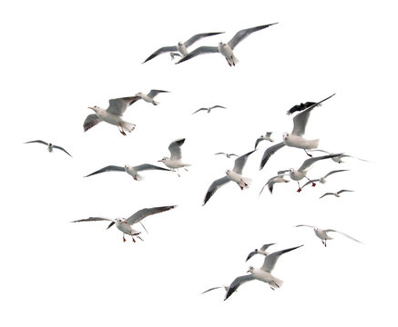 Flying seagulls (isolated)
