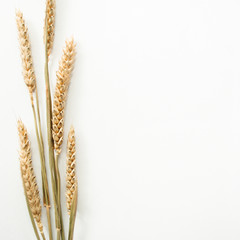 Border frame made of wheat spikelets on a white background. Place for your design, text, etc.