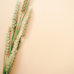 Bunch of wheat spikelets on a pale peach pastel background. Place for your design, text, etc.