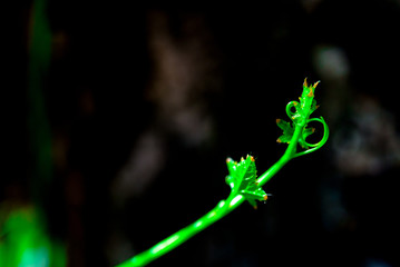 close-up Soft peaks.