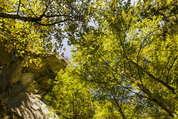 mountain forest with trees seen from bottom to top