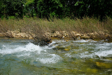 River with rocks, stream in a tropical rain forest.