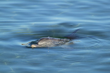 Fototapeta premium Dolphin in the blue sea with bubbles