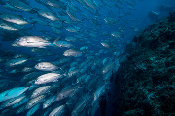School of big eye trevally fish swimming against a current. 