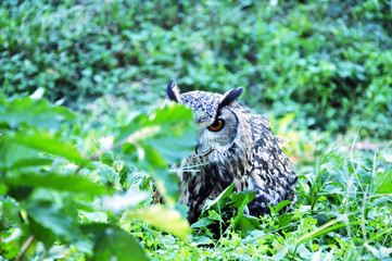 べん