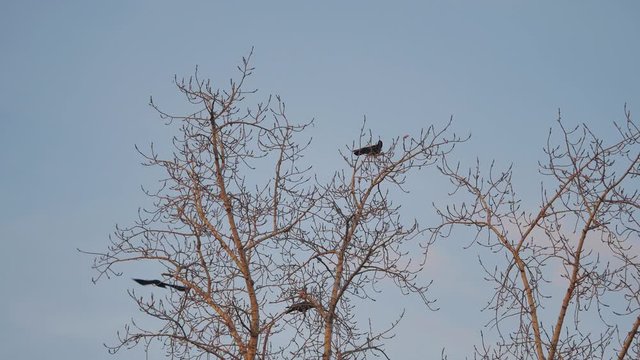 flock of birds autumn taking off from a tree, a flock of crows black bird dry tree. birds ravens in the sky